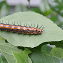 Gulf Fritillary Caterpillar