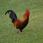Red Junglefowl