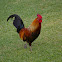 Red Junglefowl
