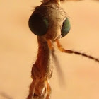Mosquito Hawk