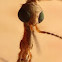 Mosquito Hawk