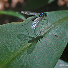 Blue Long-legged Fly