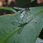 Blue Long-legged Fly
