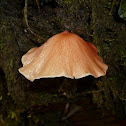 Fungus