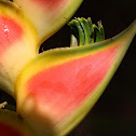 Lobster Claw