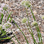 Summer Beauty German Garlic
