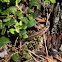 Viviparous Lizard