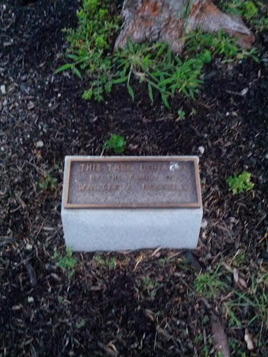 Walter A. Russell Memorial Tree