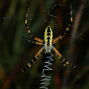 Black & Gold Garden Spider