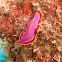 Fuchsia flatworm