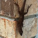 Brown Anole