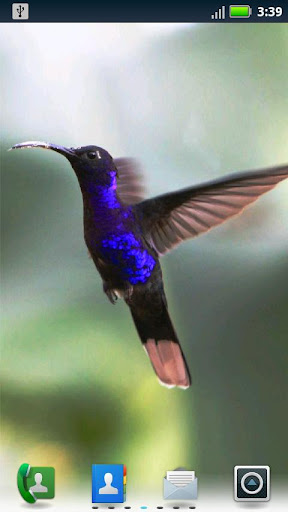 Hummingbirds Live Wallpaper