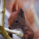 Eurasian Red Squirrel