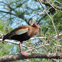 Black-bellied Whistling-Duck