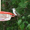 Ruby-Throated Hummingbird