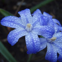 Flowers of massachussetts