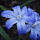 Flowers of massachussetts