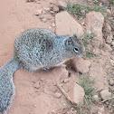 Rock Squirrel