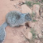 Rock Squirrel