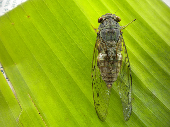 Spotting Image 1