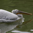 Dalmatian Pelican
