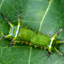 Slug moth type caterpillar