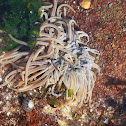 Sea anemone