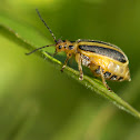 Leaf Beetle