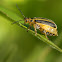 Leaf Beetle