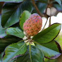 Magnolia
