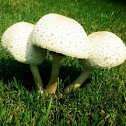 Mushrooms
