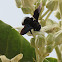 Carpenter Bee