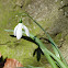 Snowdrop