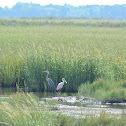 Roseate Spoonbill