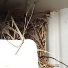 Wren Nest