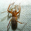 Spider feeding on a Crane Fly