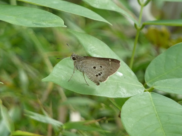 Spotting Image 1