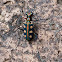 Tiger Beetle
