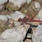 Red Rock Skimmer