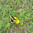 Giant Swallowtail
