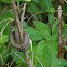 Northern Brown Snake