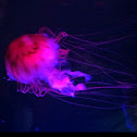 Jellyfish
