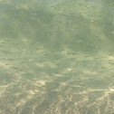 Guppies
