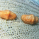Flamingo tongue snail
