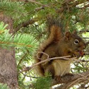 Eurasian red squirrel