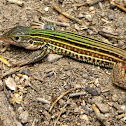 Laredo Striped Whiptail