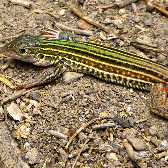Spotting Image 1