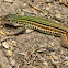 Laredo Striped Whiptail