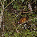 Lumholtz's tree-kangaroo