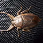 Giant Waterbug